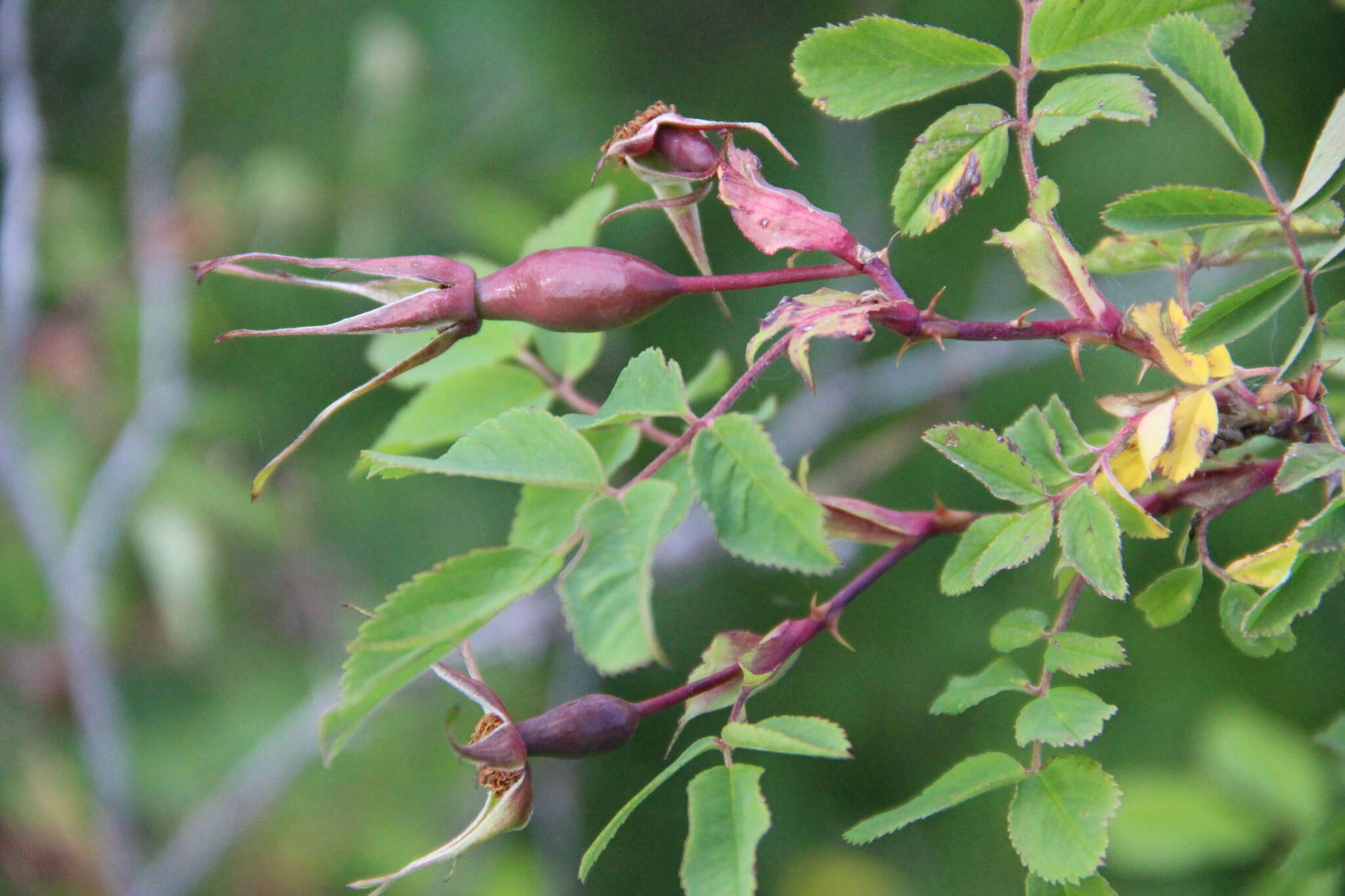 Plancia ëd Rosa oxyodon Boiss.