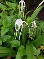 Image of beach spiderlily