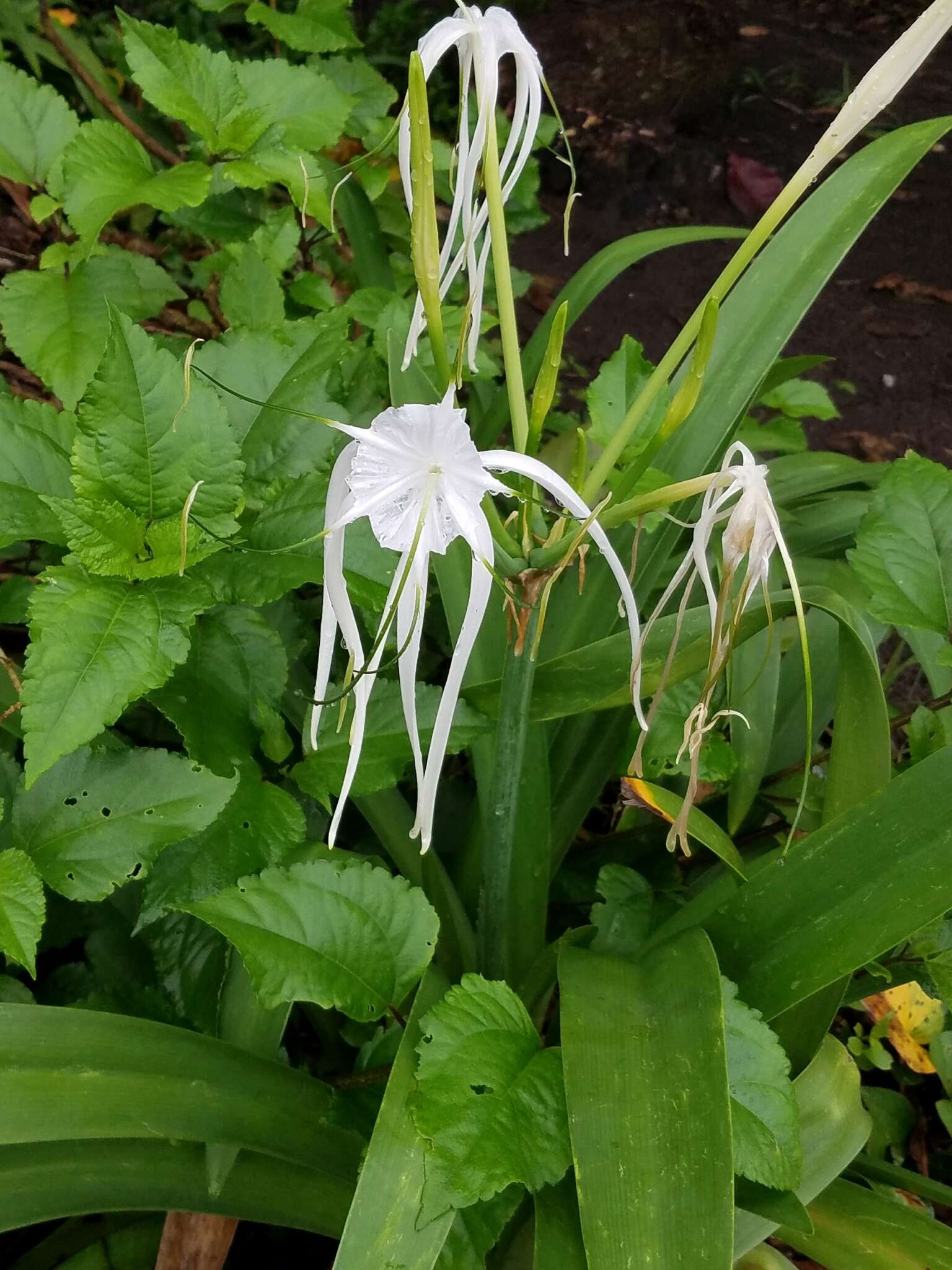 Image of beach spiderlily