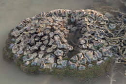 Image of Bubble coral