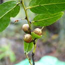 Diospyros cinnamomoides H. Perrier的圖片