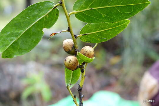 Sivun Diospyros cinnamomoides H. Perrier kuva