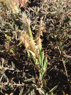 Image of goldentop grass