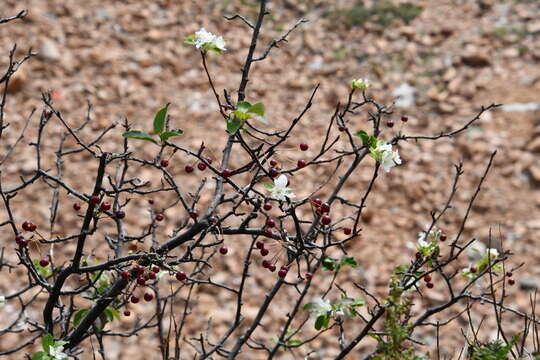 Image of Manchurian crab apple