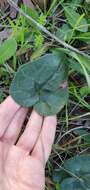 Image of Cyclamen hederifolium subsp. africanum (Boiss. & Reut.) Ietsw.