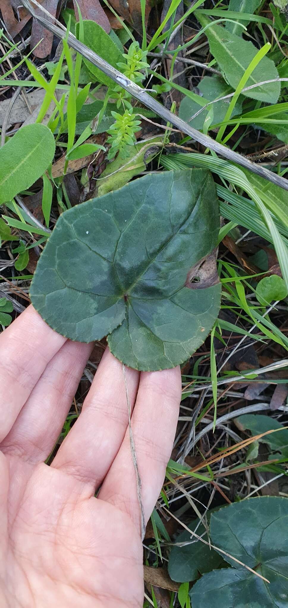 Image of Cyclamen hederifolium subsp. africanum (Boiss. & Reut.) Ietsw.