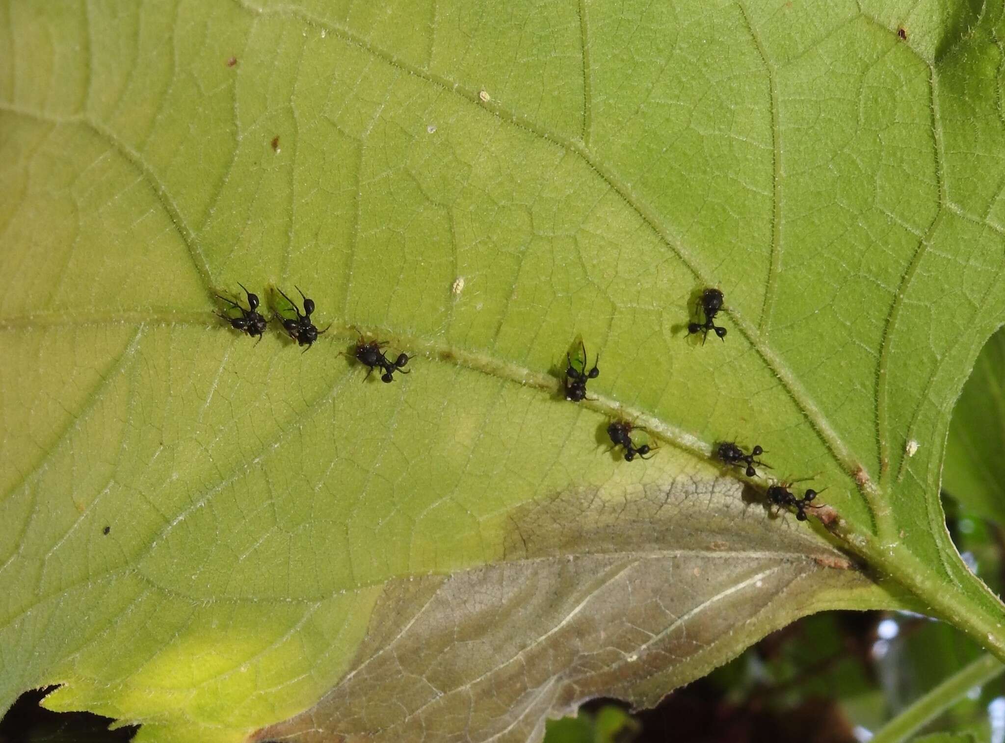 Image of Clubbed Treehopper