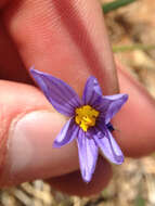 Image of bigroot blue-eyed grass