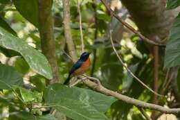 Image de Gobemouche des mangroves