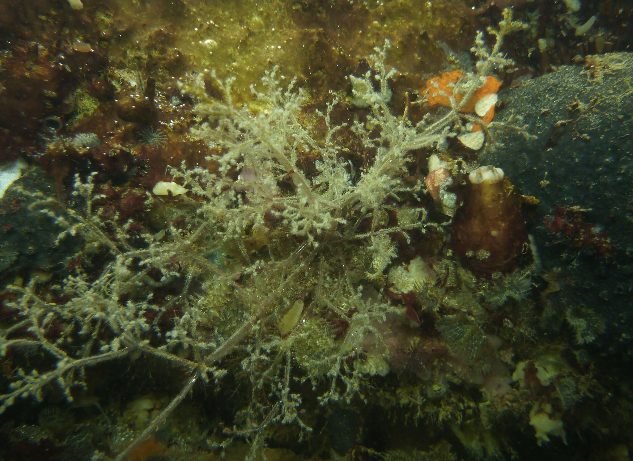 Image of Spaghetti bryozoan