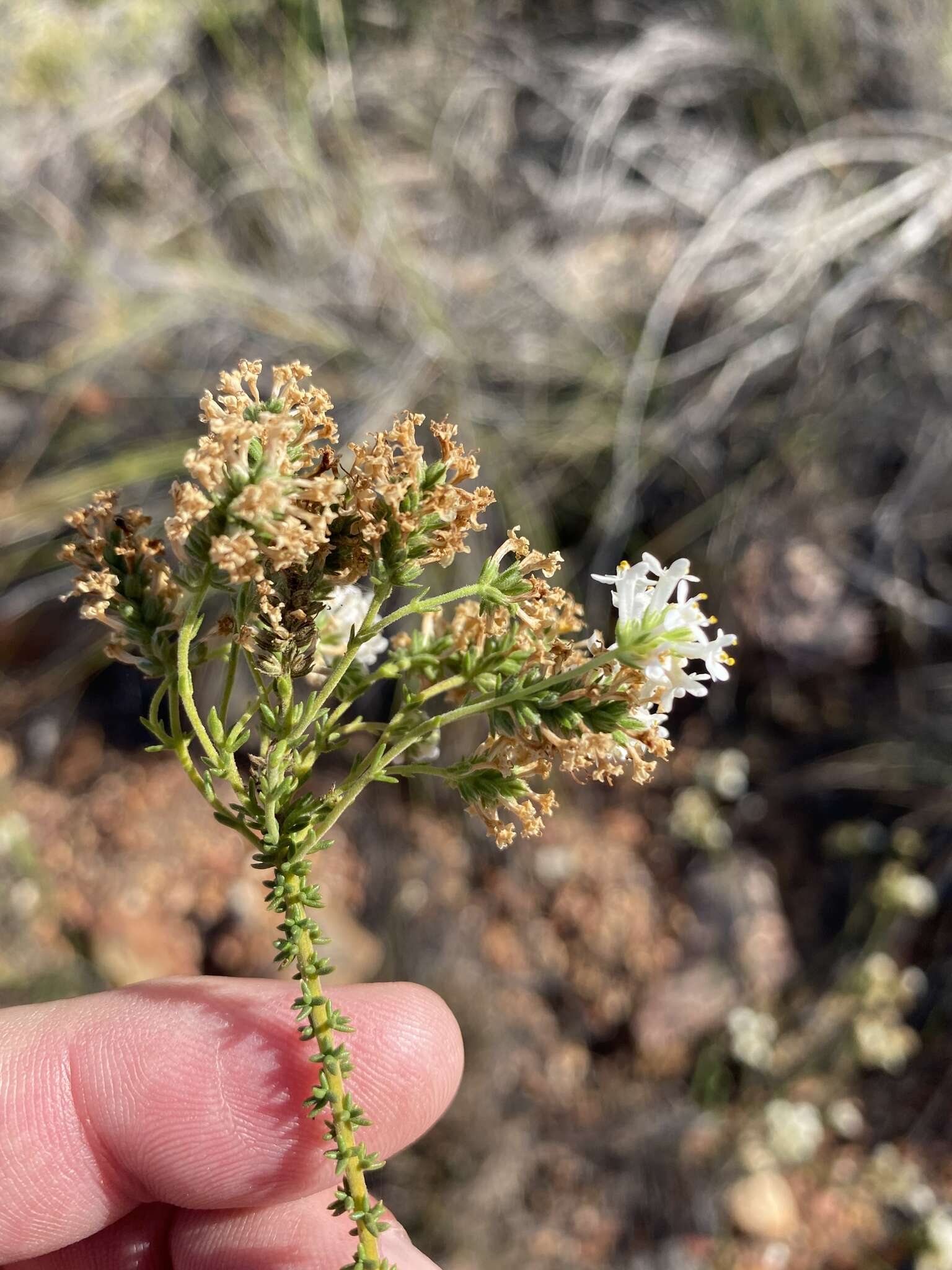 Image of Selago brevifolia Rolfe