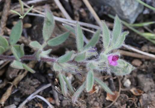 Plancia ëd Acmispon rubriflorus (Sharsm.) D. D. Sokoloff