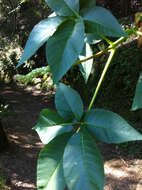 Image of California buckeye