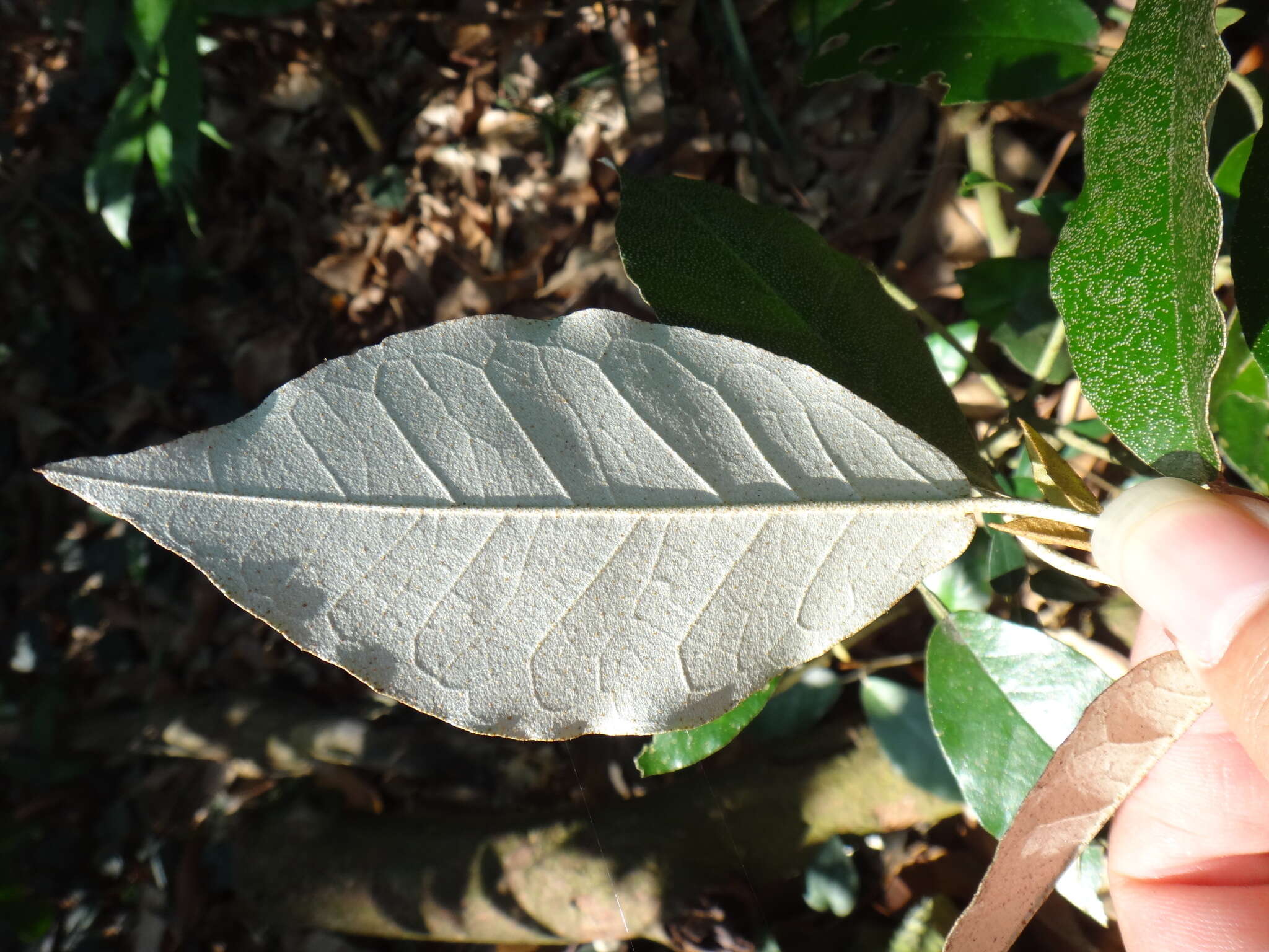 Imagem de Croton cascarilloides Raeusch.