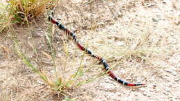 Image of Argentinian Coral Snake