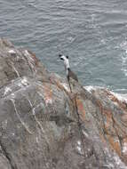 Image of Spotted Shag