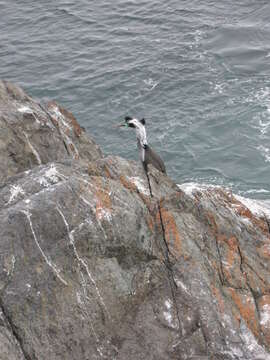 Image of Spotted Shag