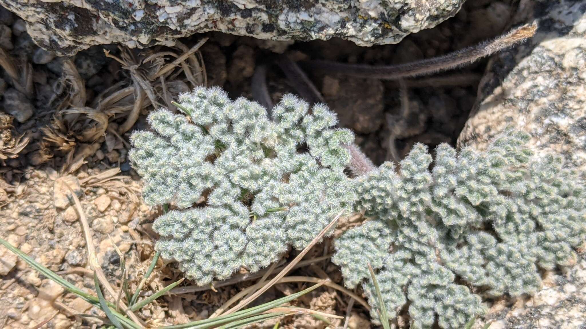 Image of woolly mountainparsley