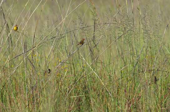 Image of Orange-breasted Waxbill