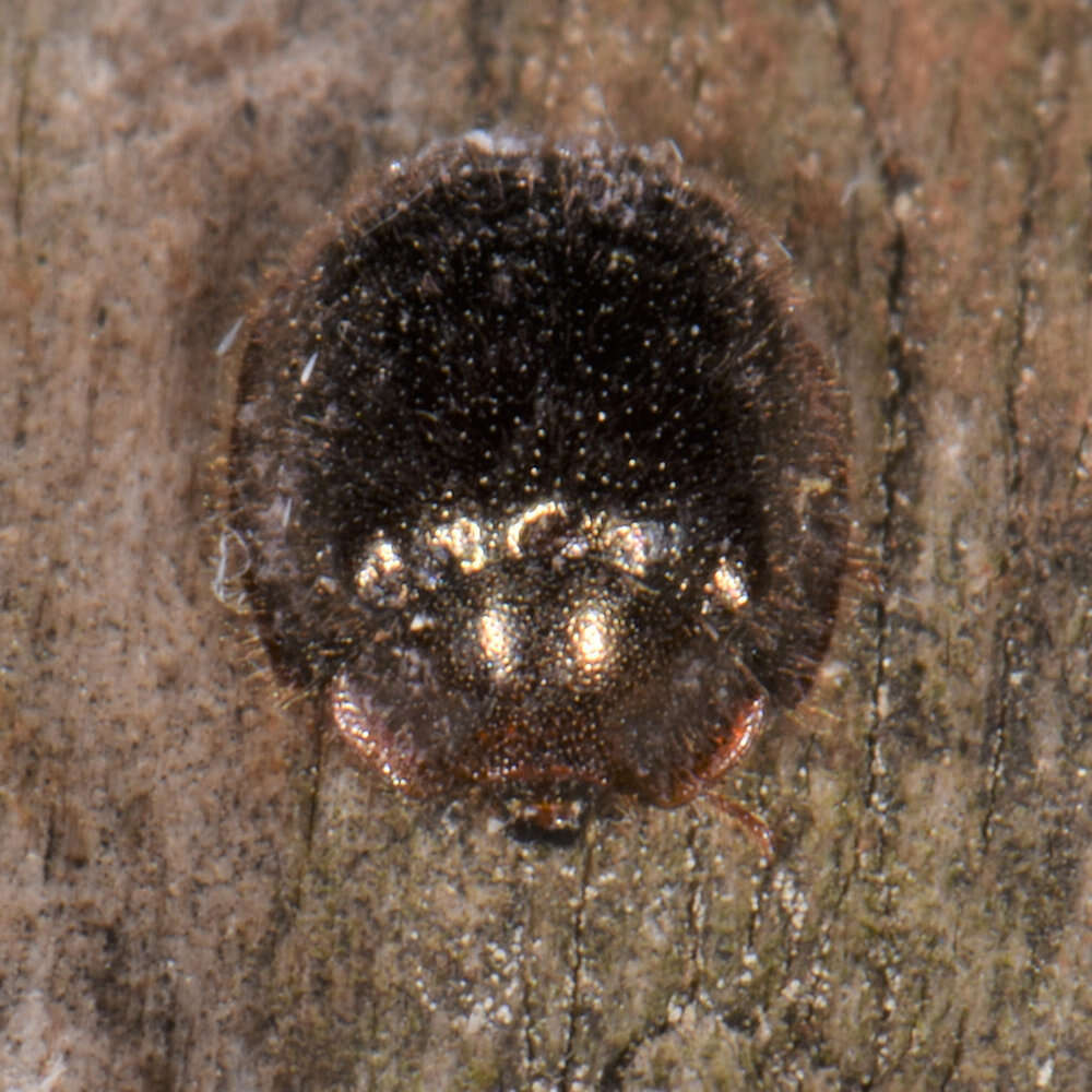 Image of <i>Thymalus marginicollis</i>