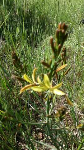 Image of Asphodeline brevicaulis (Bertol.) J. Gay ex Baker