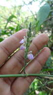 Image of Justicia wynaadensis (Nees) Heyne