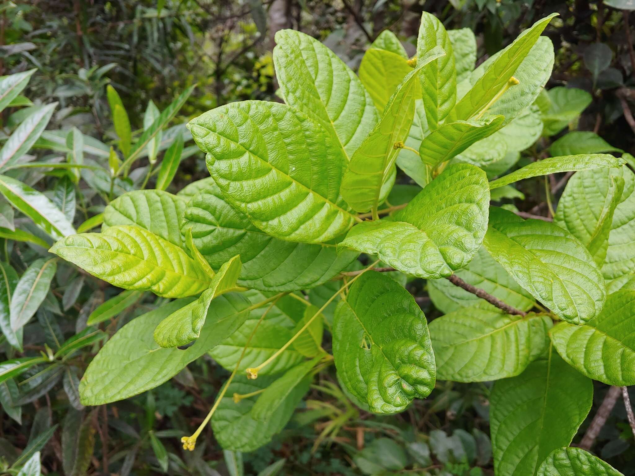 Image de Guettarda ovalifolia Urb.