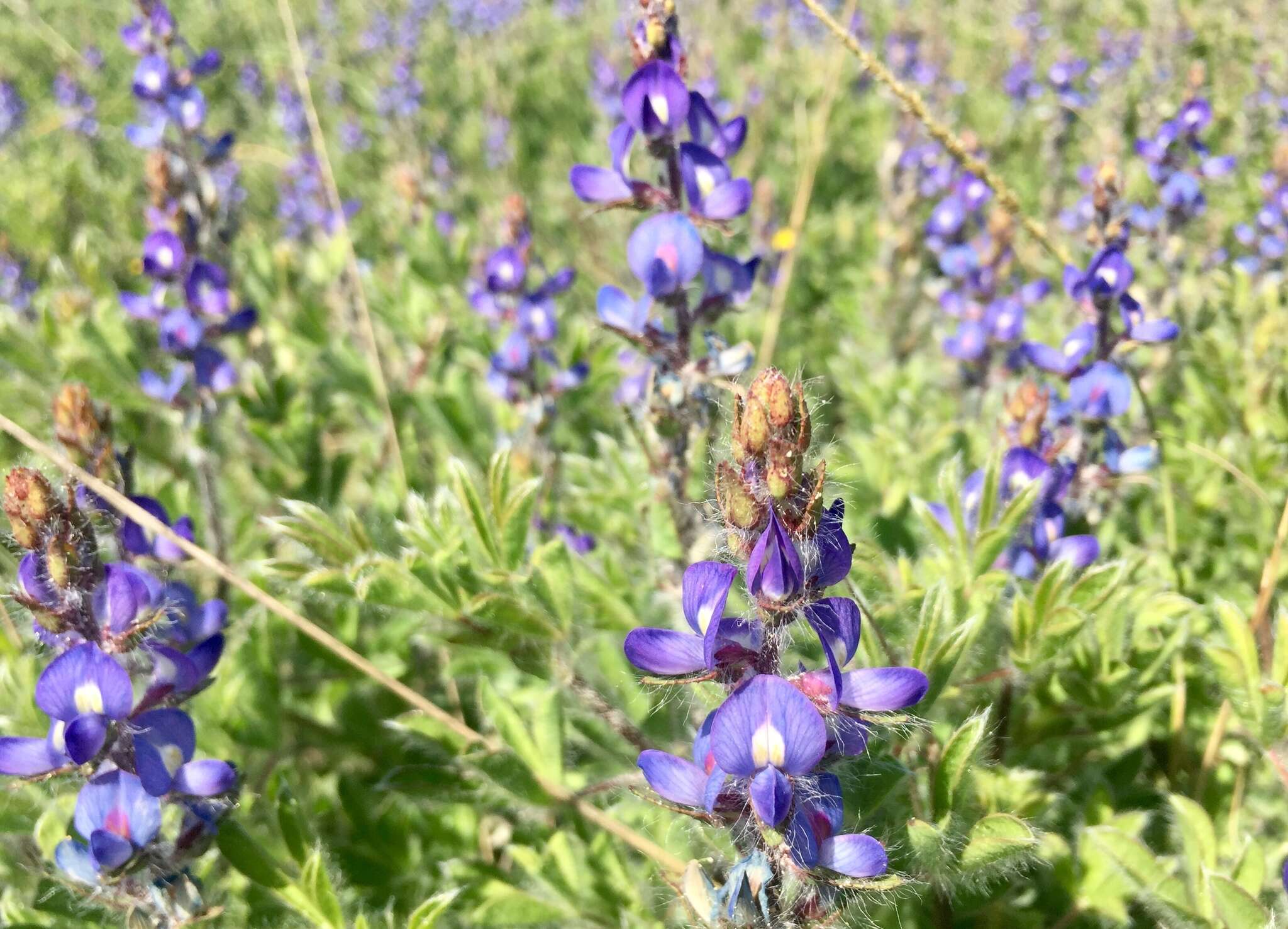 Image of Lupinus bracteolaris Desr.