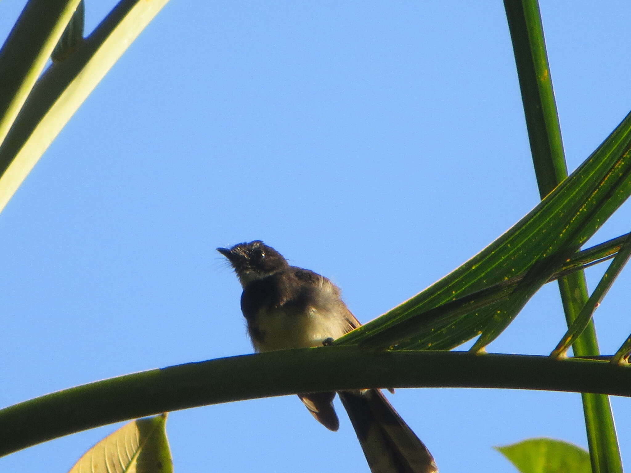 Image de Rhipidura javanica javanica (Sparrman 1788)