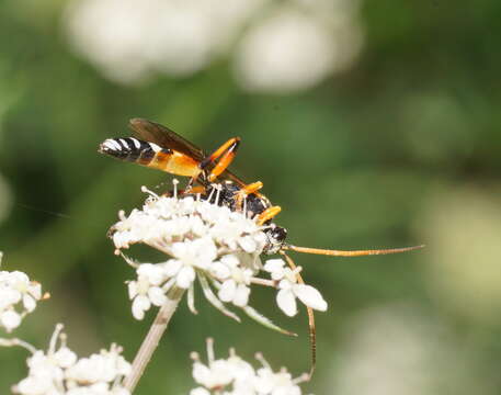 Sivun Ichneumon promissorius Erichson 1842 kuva