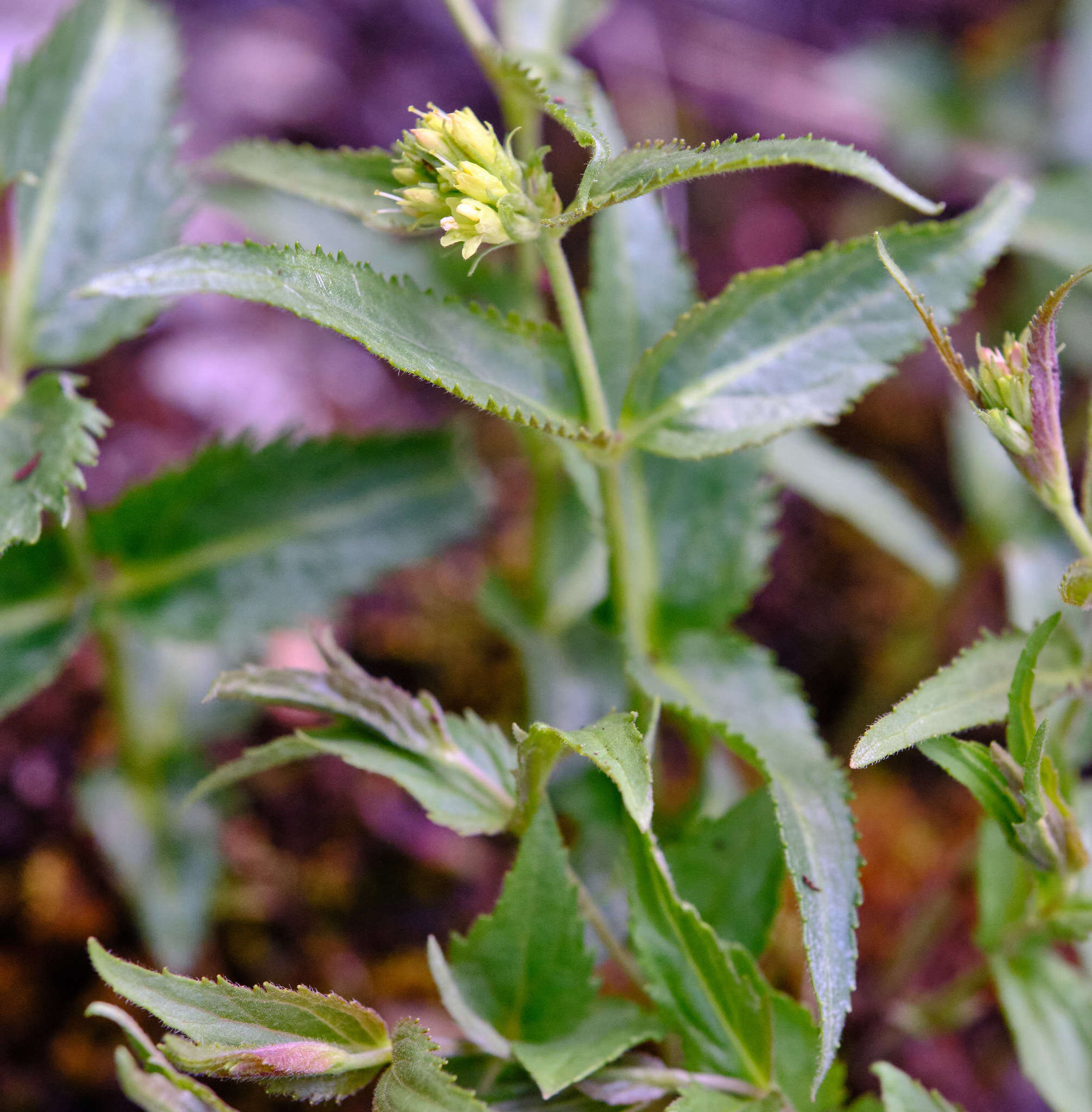 Imagem de Paederota lutea Scop.