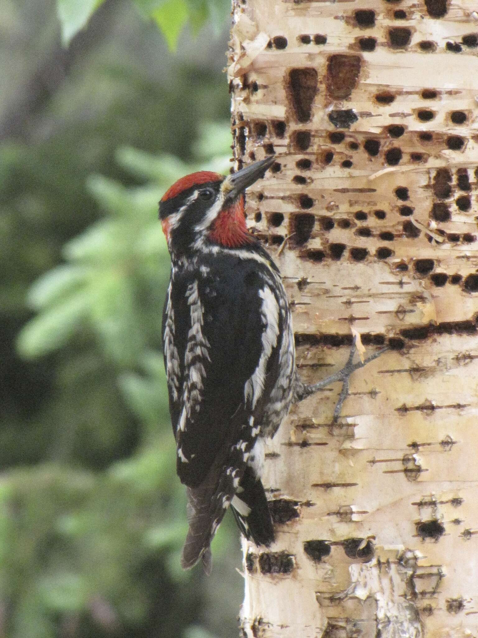 Image de Pic à nuque rouge