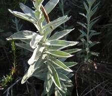 Image de Senecio lineatus (L. fil.) DC.