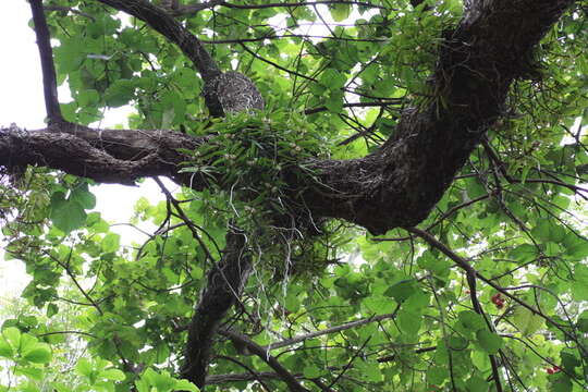 Image of Calyptrochilum