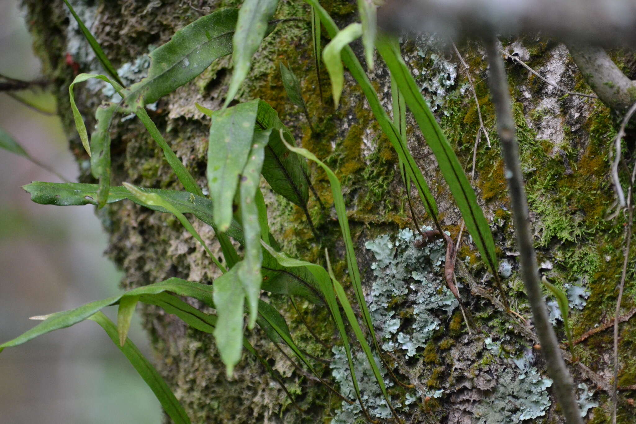 Image of Pleopeltis crassinervata (Fée) T. Moore