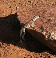 Image of Saltpan Ground-dragon