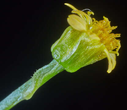 Image of Chrysanthellum indicum subsp. afroamericanum B. L. Turner