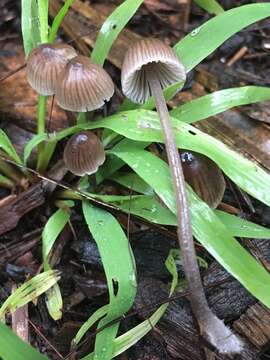 Imagem de Mycena leptocephala (Pers.) Gillet 1876