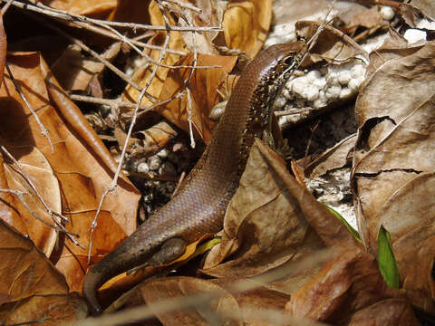 Image of Trachylepis maculilabris (Gray 1845)