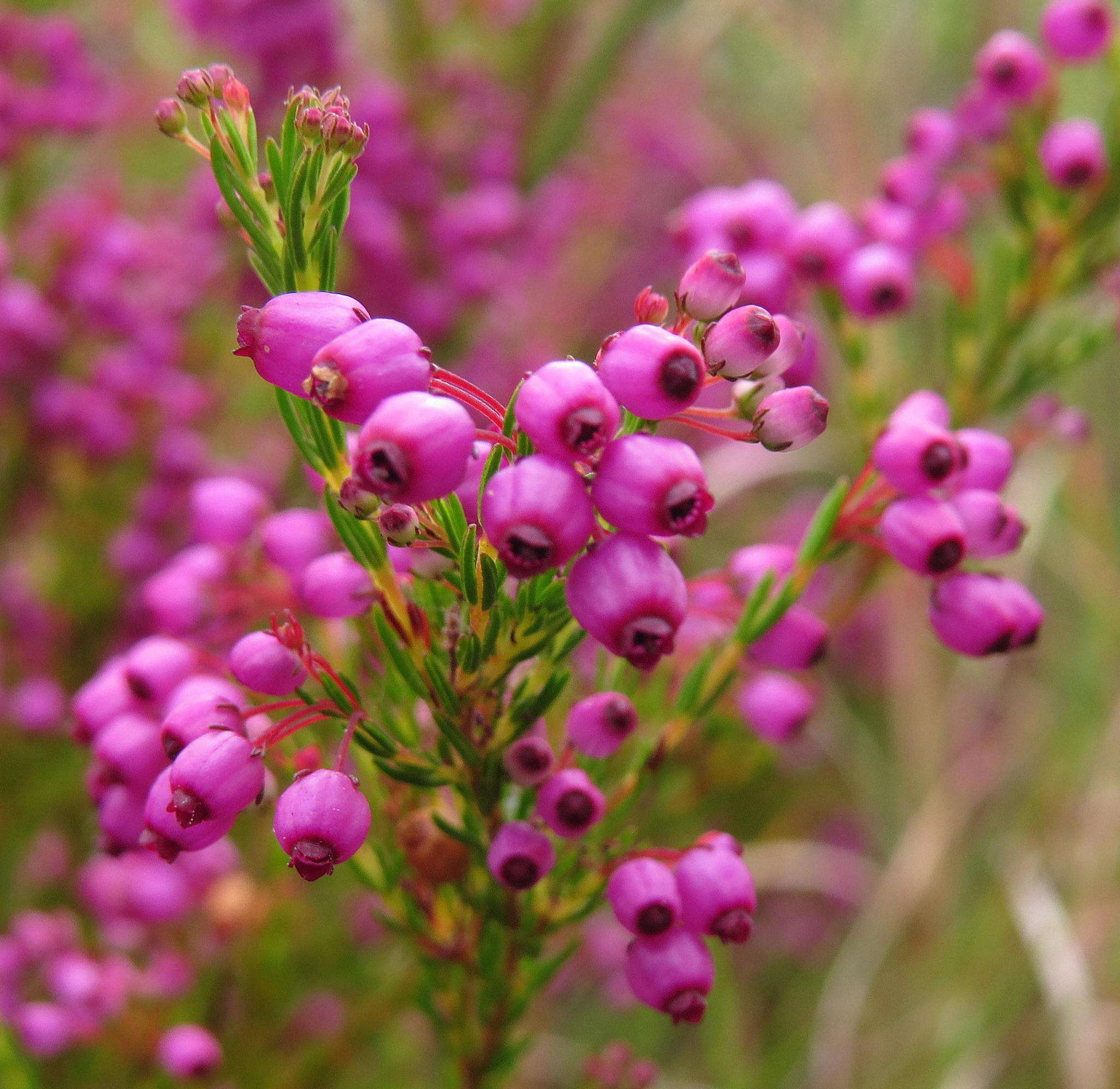 Image of Erica multumbellifera Tausch