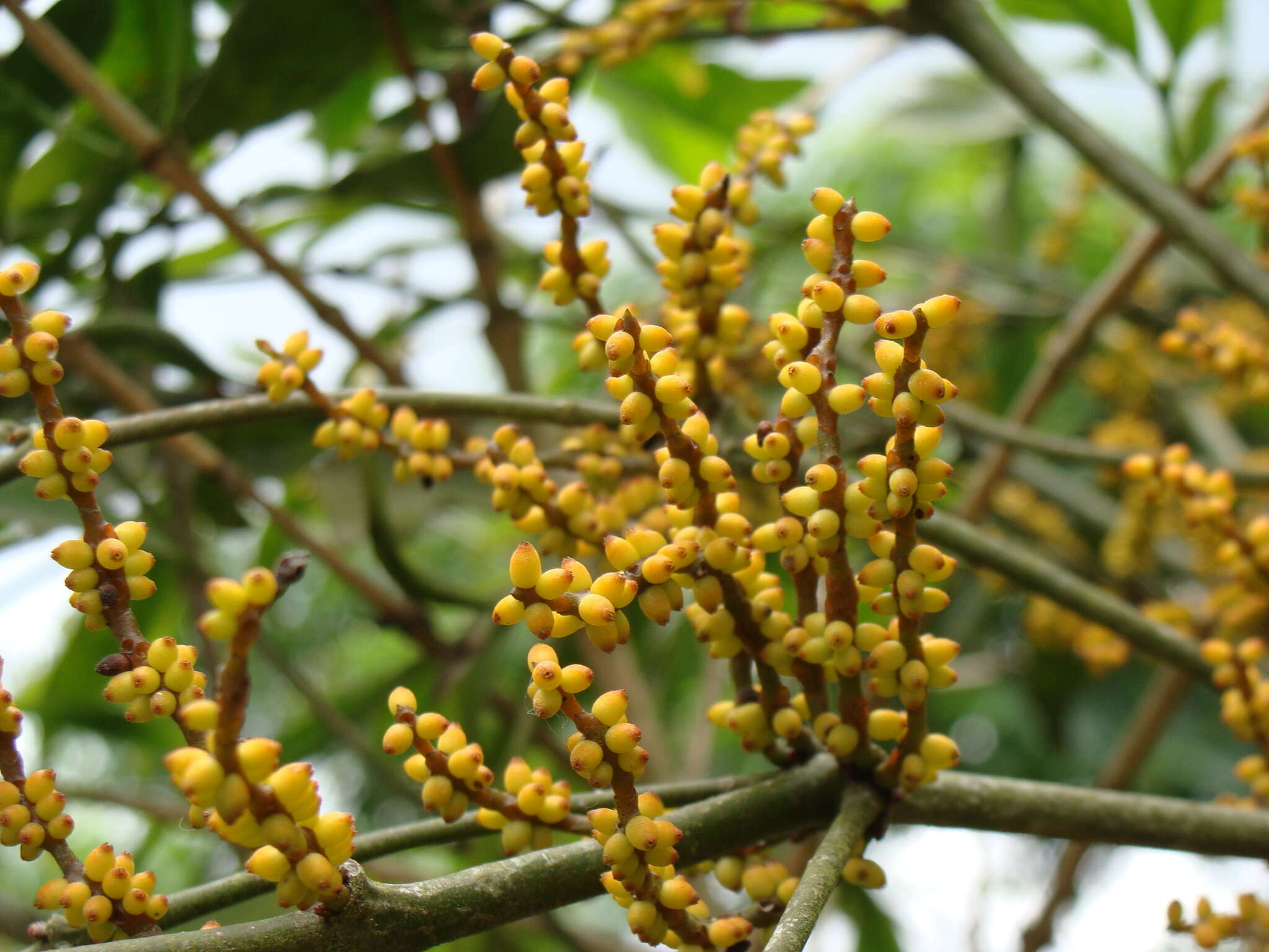 Image of Phoradendron aurantiacum Trel.