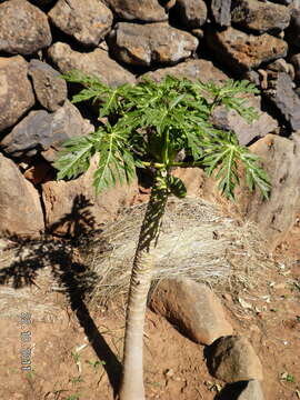 Image of papaya