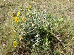 Image of Berkheya onopordifolia (DC.) Burtt Davy