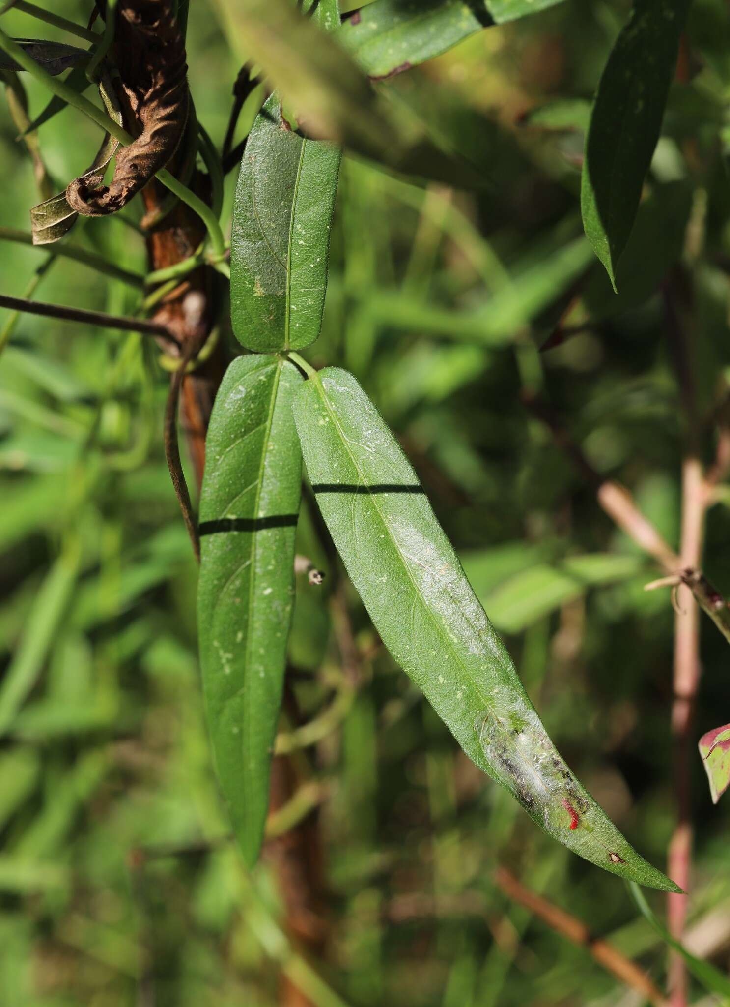 Image of zombi pea