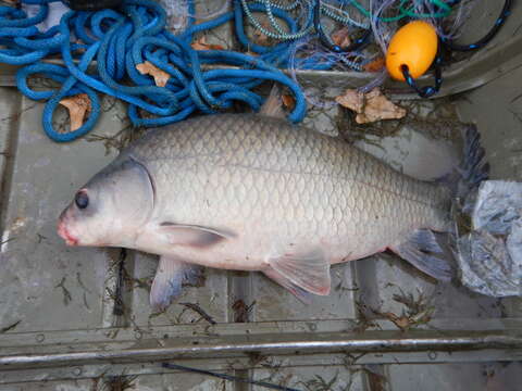 Image of Smallmouth Buffalo