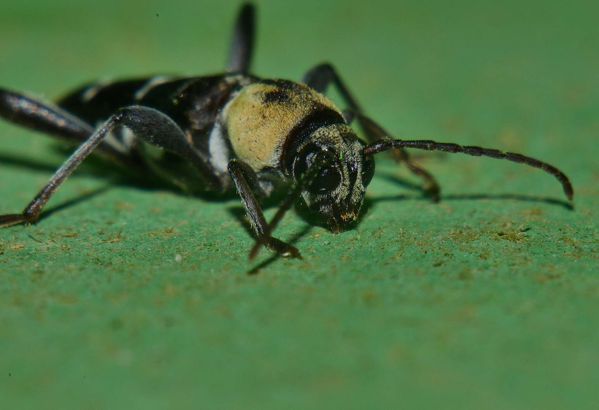 Imagem de Xylotrechus reginae Aurivillius 1893