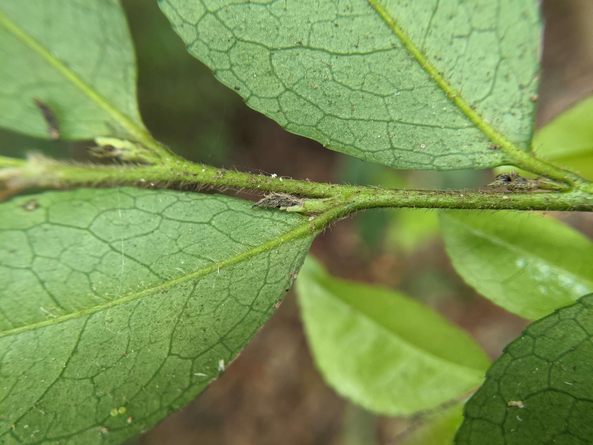 Image de Eurya leptophylla Hayata