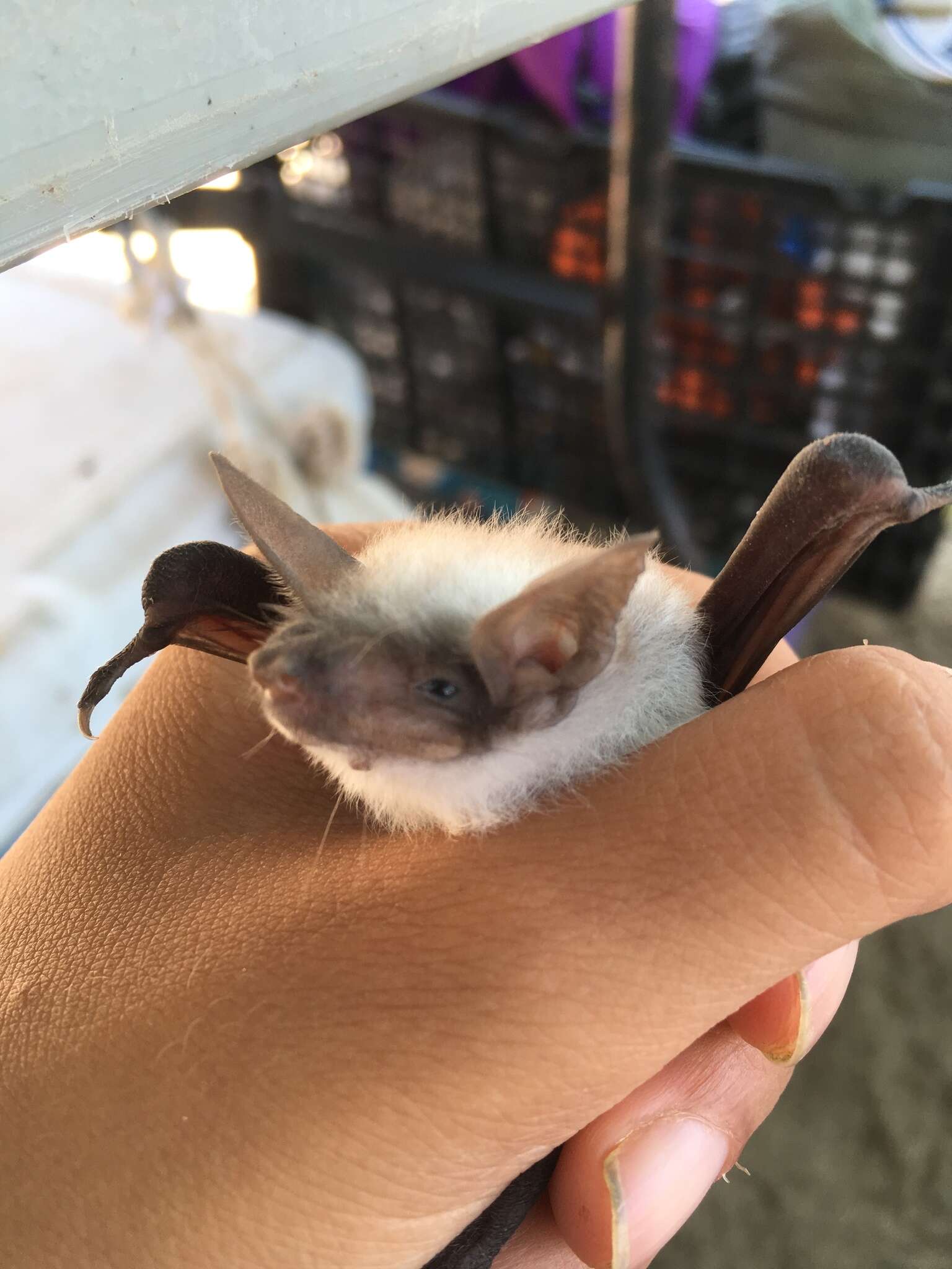 Image of Fish-eating Bat