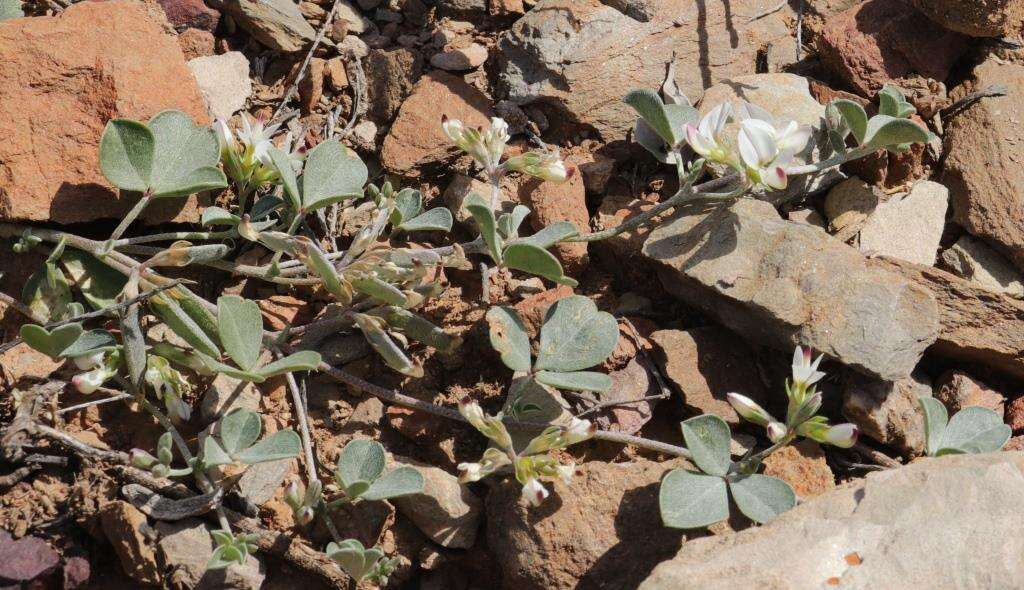 Image of Lotononis pumila Eckl. & Zeyh.