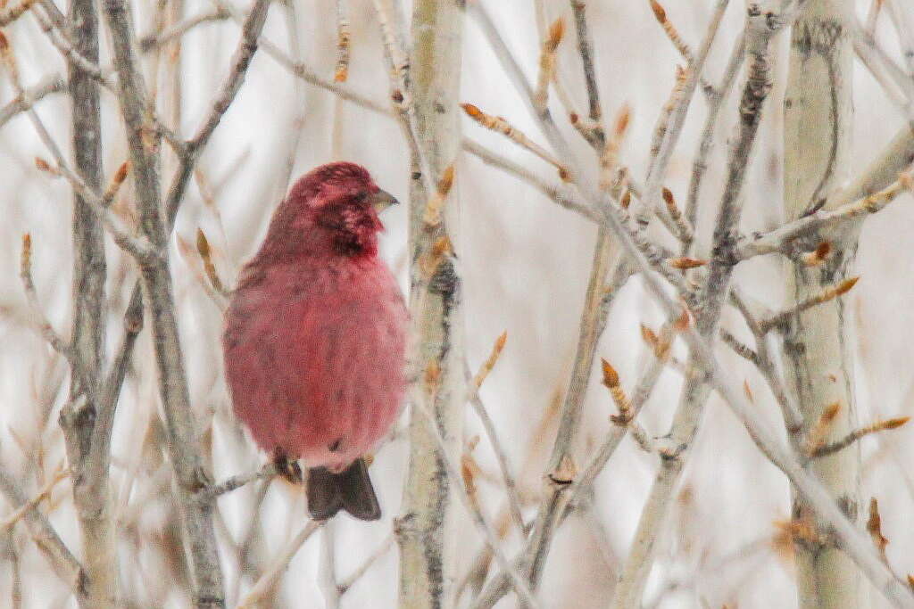 Image of Red-mantled Rosefinch